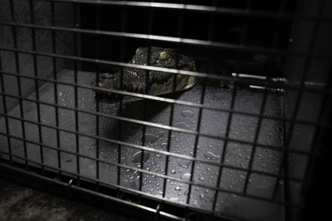 Crocodile in cage