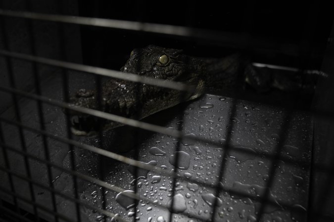 Crocodile in cage