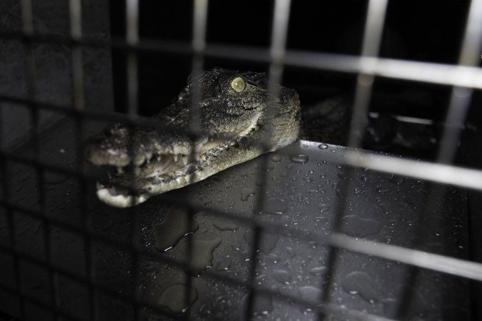 Crocodile in cage