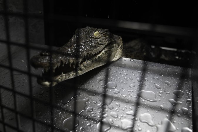 Crocodile in cage