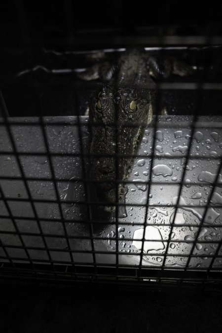 Crocodile in cage