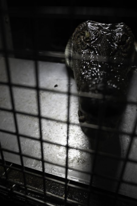 Crocodile in cage