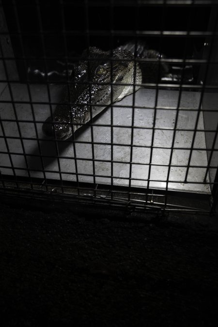 Crocodile in cage