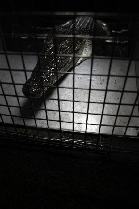 Crocodile in cage