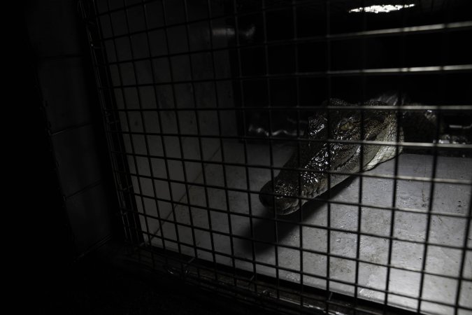 Crocodile in cage