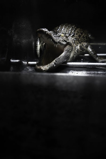 Crocodile in cage