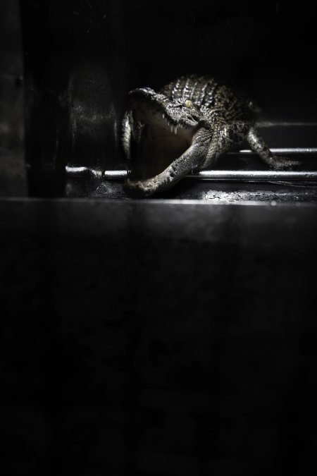 Crocodile in cage