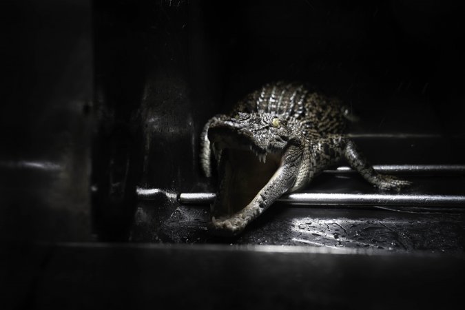 Crocodile in cage