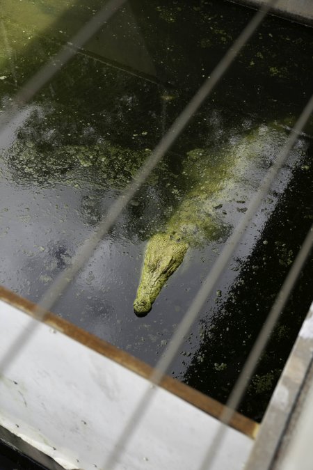 Crocodile in zoo pen