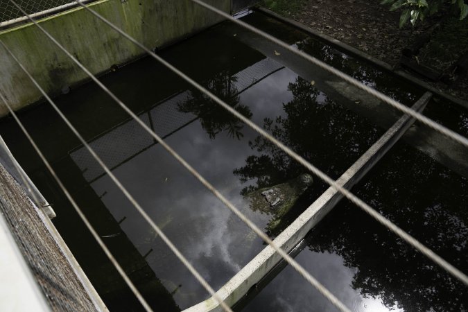 Crocodile in zoo pen