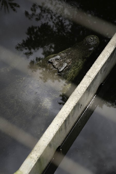 Crocodile in zoo pen