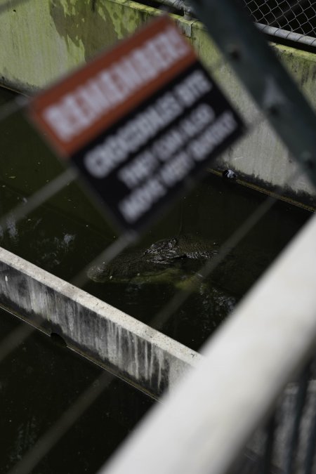 Crocodile in zoo pen