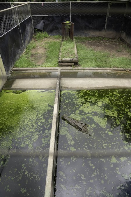 Crocodile in zoo pen