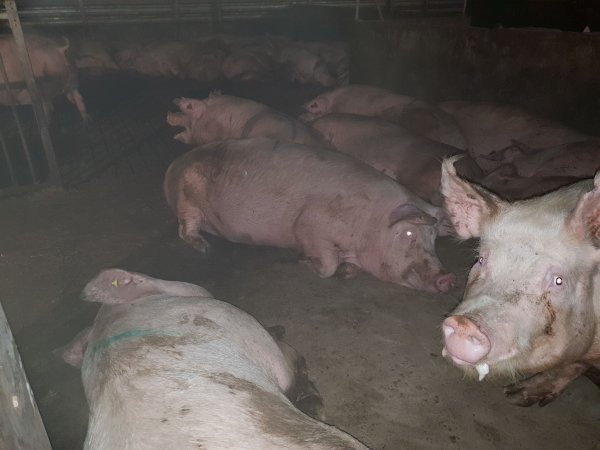 Tralka Piggery