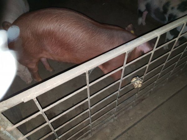 Tralka Piggery