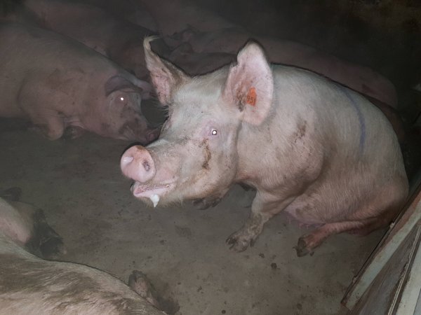 Tralka Piggery