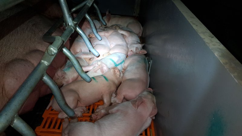 Tralka Piggery