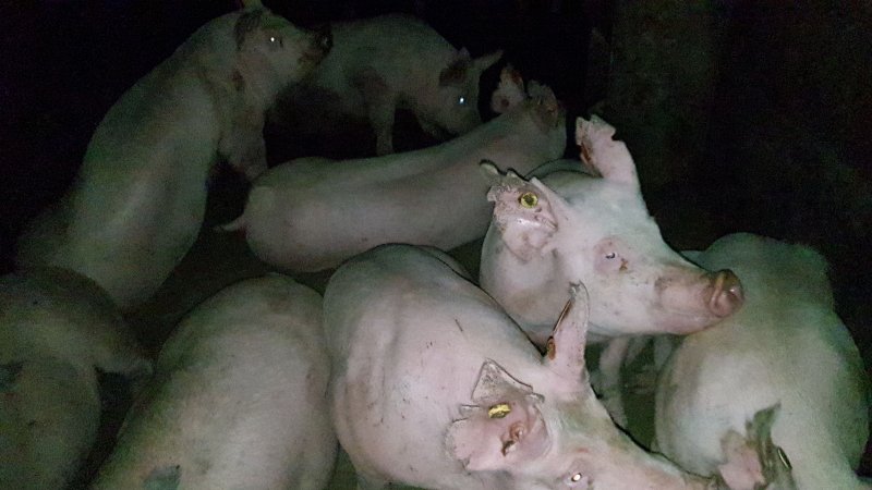 Tralka Piggery