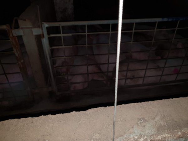 Tralka Piggery