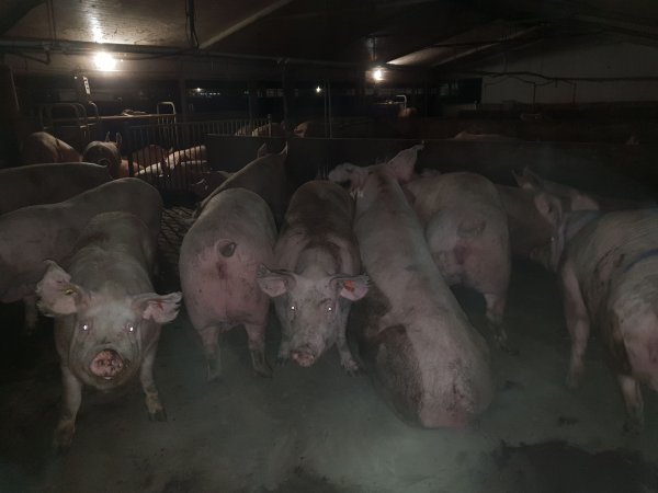 Tralka Piggery