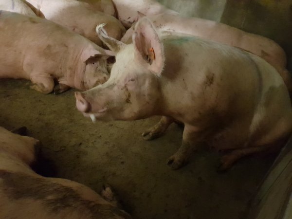 Tralka Piggery