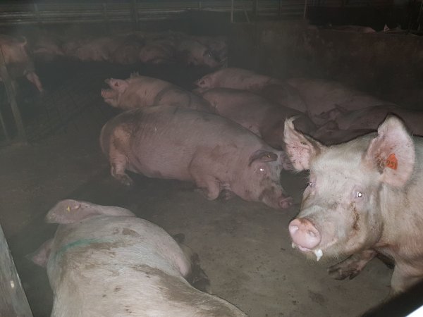 Tralka Piggery