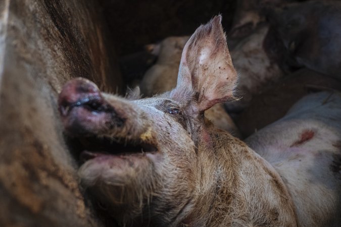 Pig Farms Spain