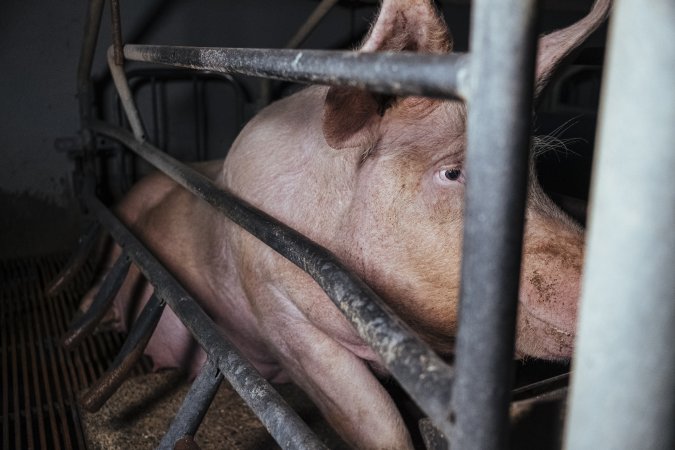 Pig Farms Spain