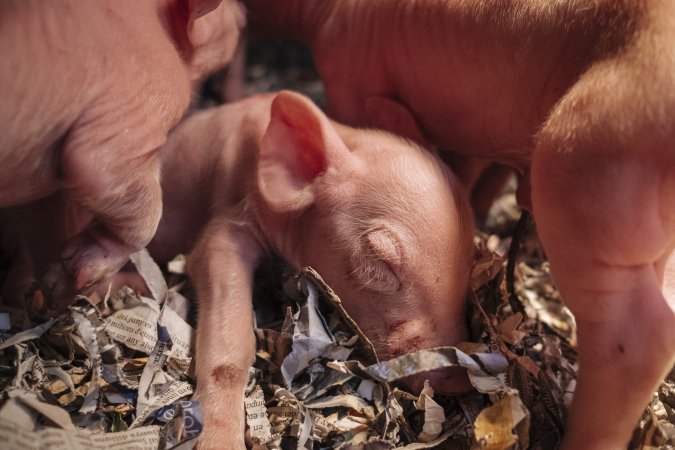 Pig Farms Spain