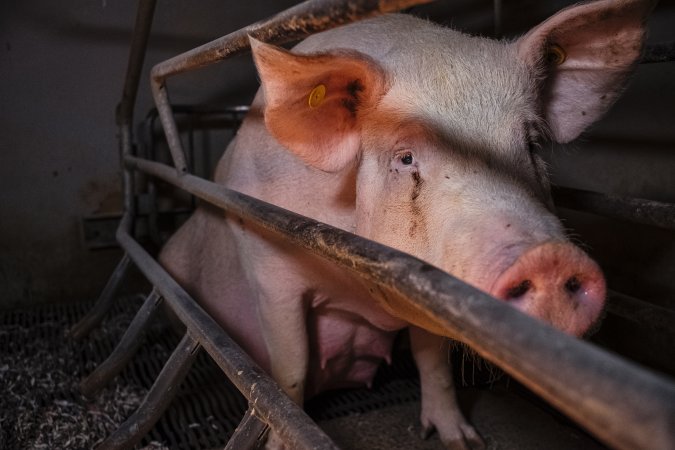 Pig Farms Spain