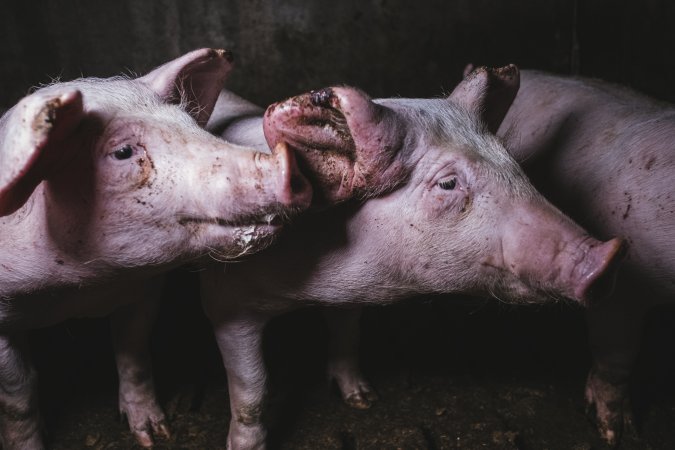 Pig Farms Spain