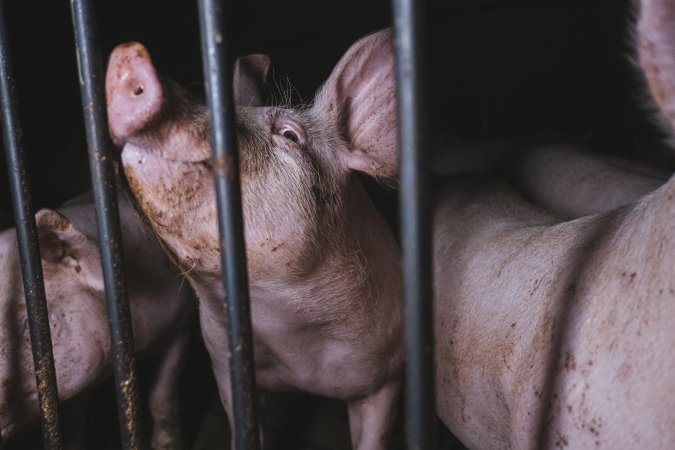 Pig Farms Spain