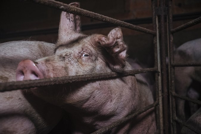 Pig Farms Spain