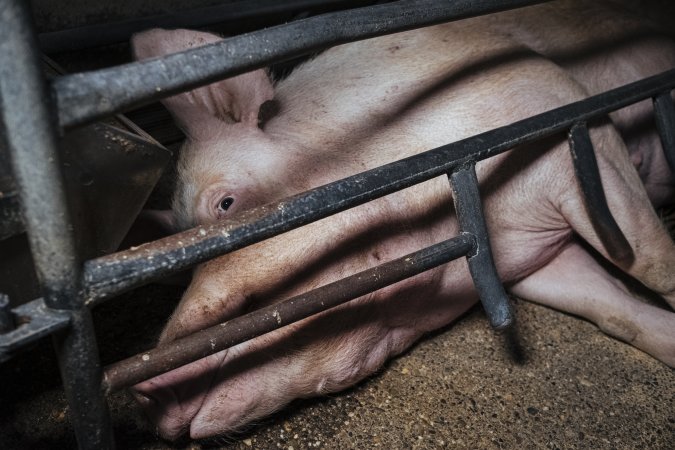 Pig Farms Spain