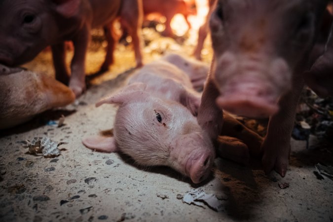 Pig Farms Spain