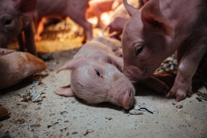 Pig Farms Spain