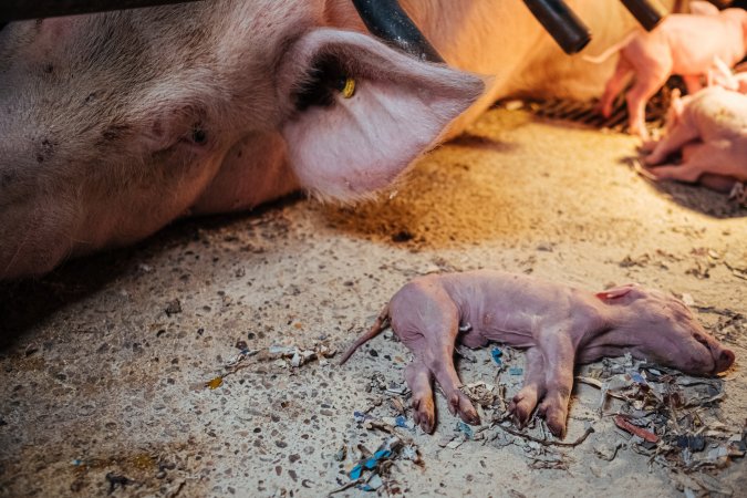 Pig Farm Spain