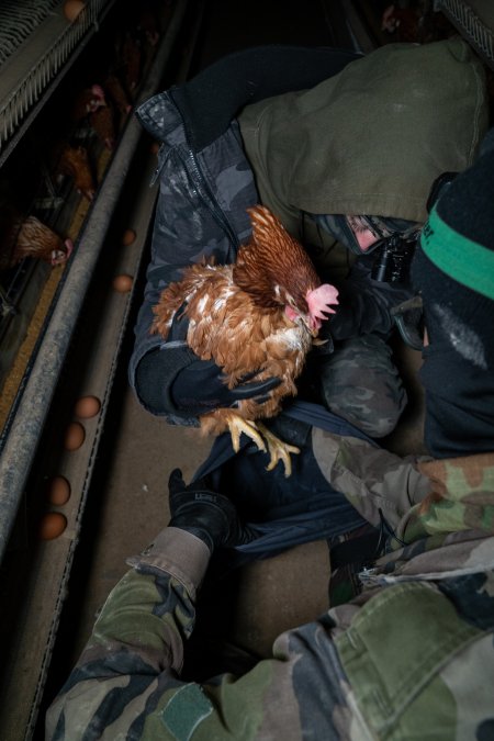 Activist rescues hen from battery cage