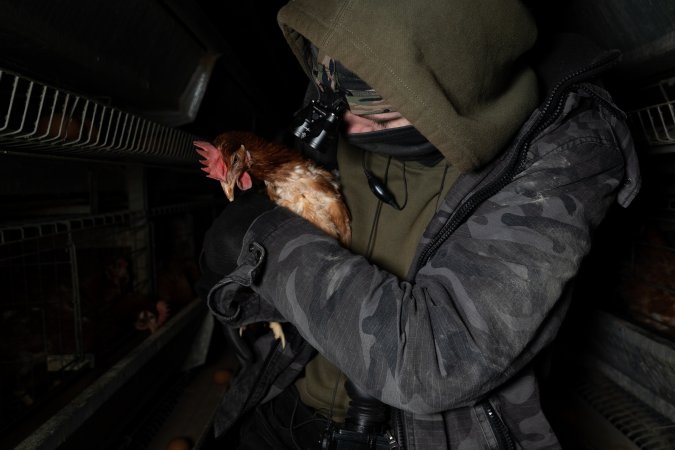 Activist rescues hen from battery cage