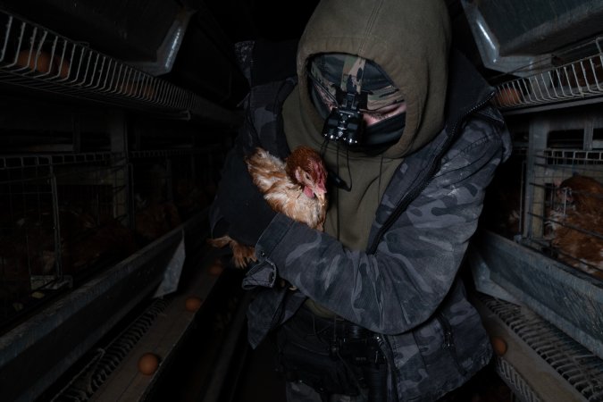 Activist rescues hen from battery cage