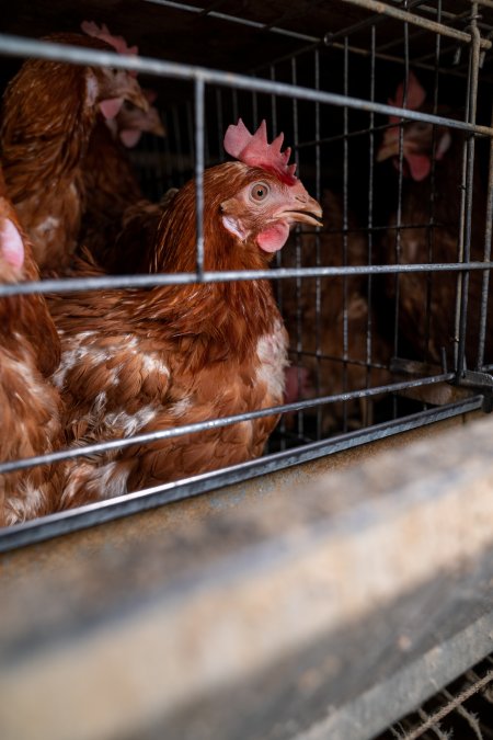 Hen in battery cage