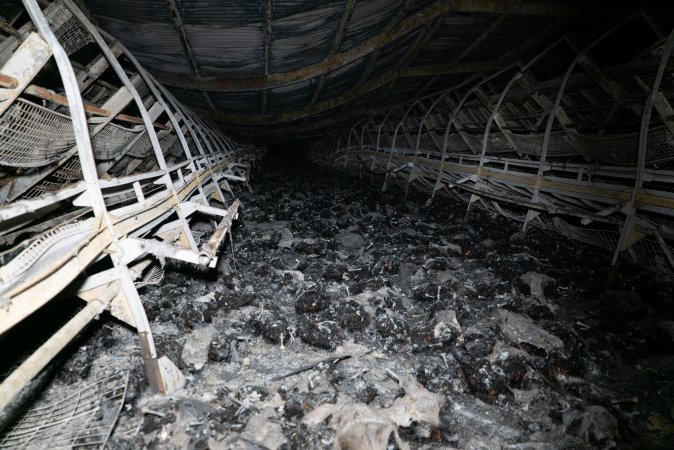 Egg Farm Fire Aftermath