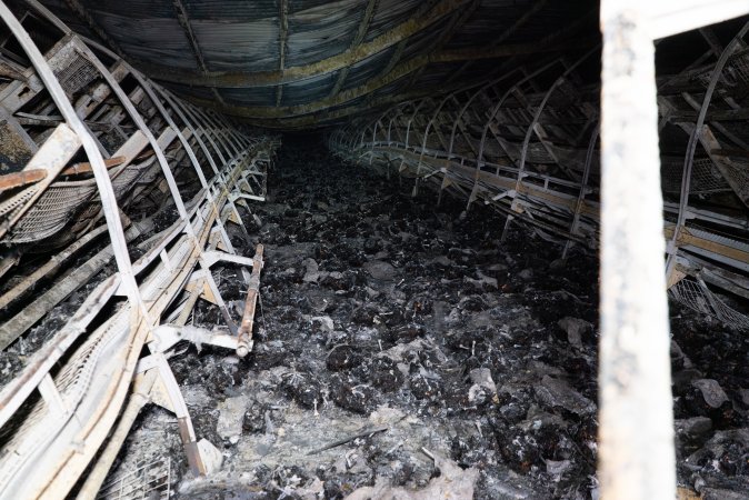 Egg Farm Fire Aftermath