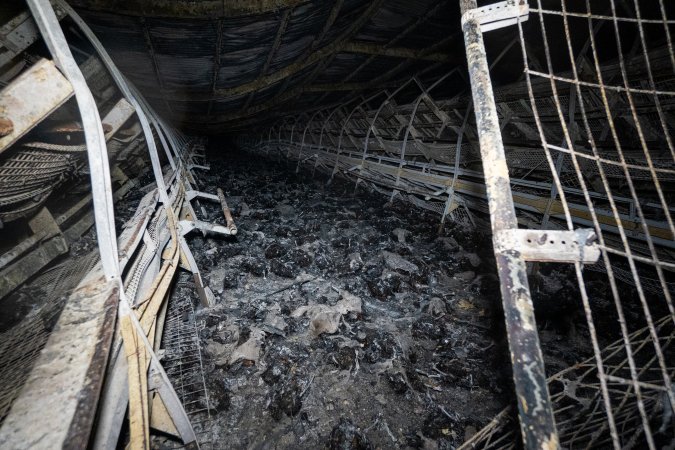 Egg Farm Fire Aftermath