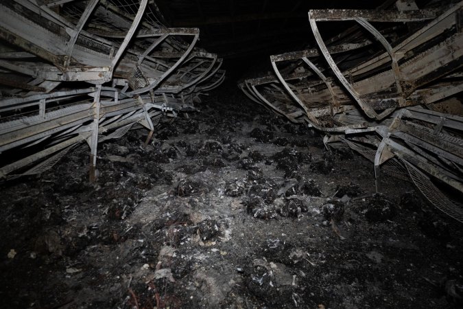 Egg Farm Fire Aftermath