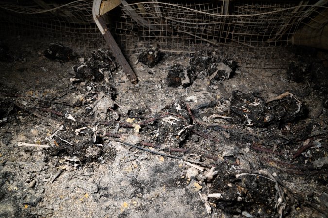 Egg Farm Fire Aftermath