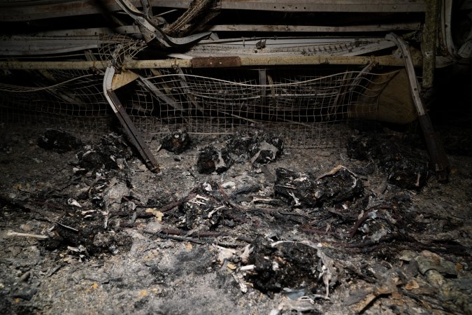 Egg Farm Fire Aftermath