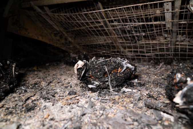 Egg Farm Fire Aftermath