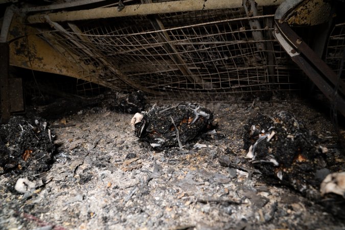 Egg Farm Fire Aftermath