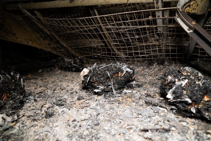 Egg Farm Fire Aftermath